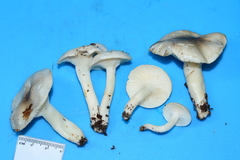 Hygrophorus occidentalis