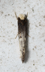 Tinea occidentella