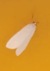 Pygarctia roseicapitis