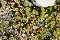 Gaultheria humifusa