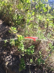 Clinopodium tomentosum