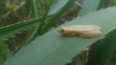 Dendropsophus sanborni