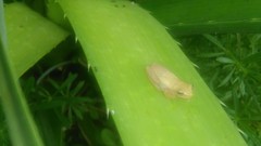 Dendropsophus sanborni