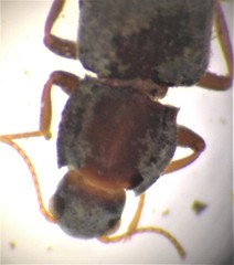 Neocylloepus