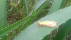 Dendropsophus sanborni