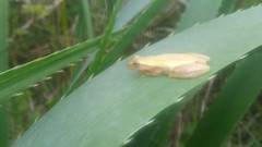 Dendropsophus sanborni