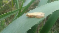 Dendropsophus sanborni