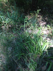 Paspalum langei