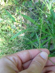 Paspalum langei