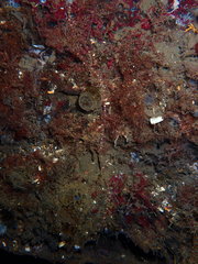Tubulanus