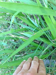 Paspalum langei