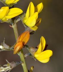 Lebeckia