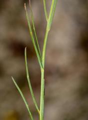 Lebeckia