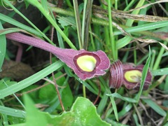 Aristolochia foetida