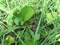 Aristolochia foetida