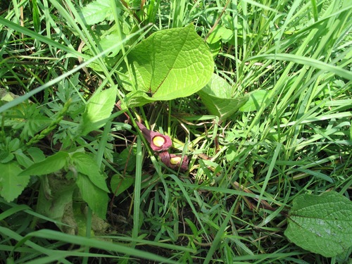 Image of Aristolochia foetida by (c) Viacheslav Shalisko, some rights reserved (CC BY)