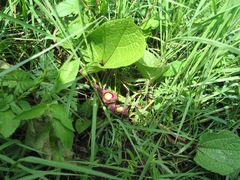 Aristolochia foetida