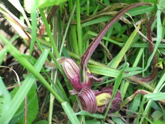 Aristolochia foetida