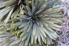 Aciphylla crosby-smithii