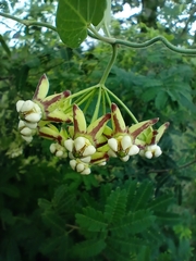 Funastrum lindenianum