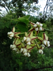 Funastrum lindenianum