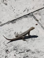 Leiocephalus psammodromus