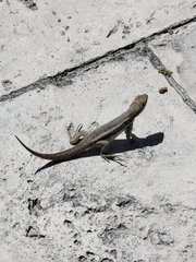 Leiocephalus psammodromus