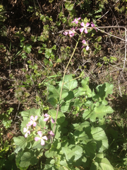 Raphanus raphanistrum raphanistrum