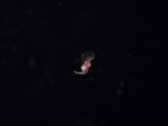 Gastropteron pacificum