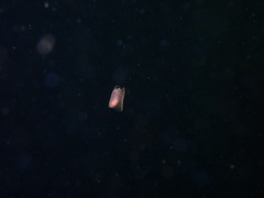 Gastropteron pacificum