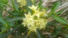 Cestrum euanthes
