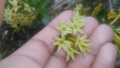 Cestrum euanthes