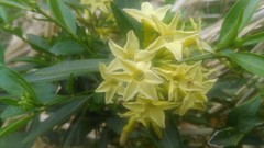 Cestrum euanthes