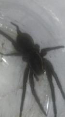 Aglaoctenus oblongus