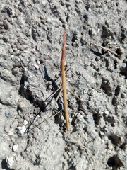 Microcoema acuminata