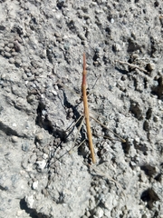 Microcoema acuminata