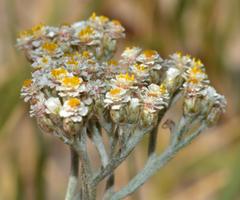 Helichrysum indicum