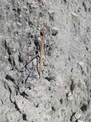 Microcoema acuminata
