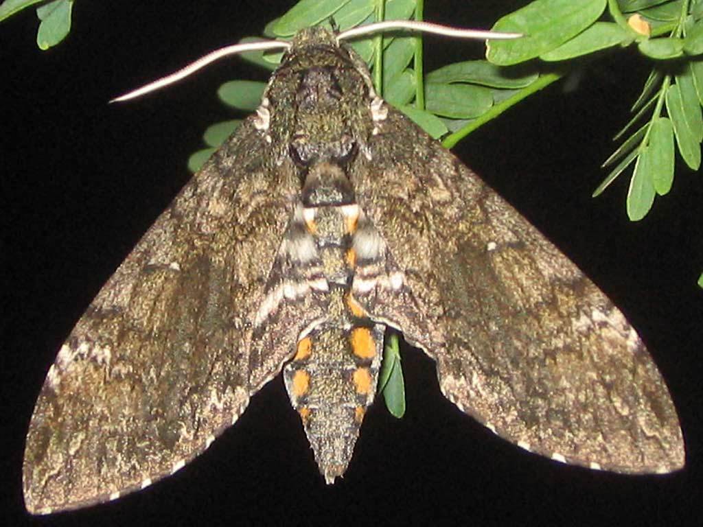 download tobacco hornworm moth