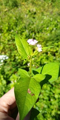 Persicaria thunbergii