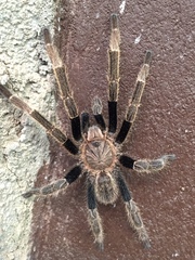Ornithoctoninae