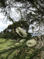Melaleuca armillaris