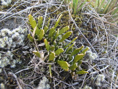 Carmichaelia corrugata