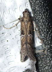 Alpheias transferens