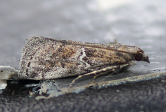 Alpheias transferens