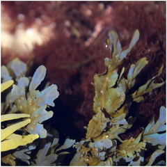 Dictyopteris undulata