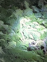 Chamaeleo calyptratus