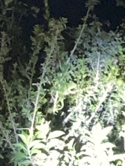 Chamaeleo calyptratus