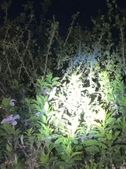 Chamaeleo calyptratus