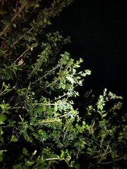 Chamaeleo calyptratus